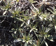 Celmisia angustifolia