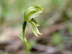Pterostylis smaragdyna