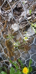 Arabidopsis suecica