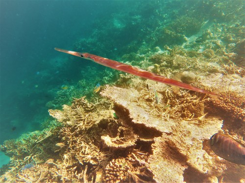 Blue-spotted Cornetfish — seen at this dive site