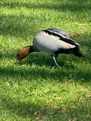 Australian Wood Duck