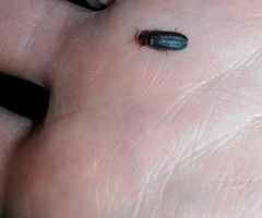 Lamprohiza splendidula