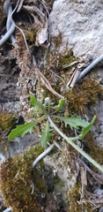 Arabidopsis suecica