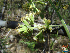 Psacalium megaphyllum