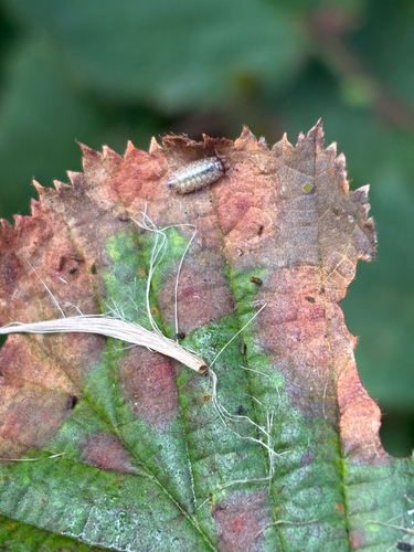 Common Striped Woodlouse