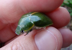 Stethaspis suturalis