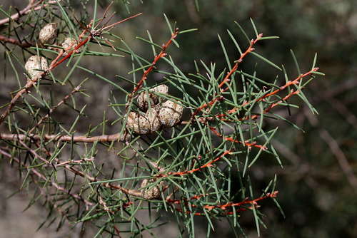 Image of Hakea mitchellii by (c) Lorraine Phelan, some rights reserved (CC BY)