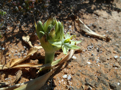 Ornithogalum xanthochlorum