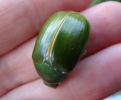 Stethaspis suturalis