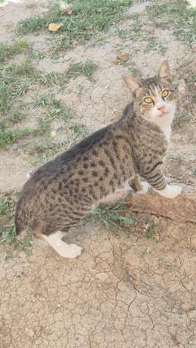 Domestic Cat