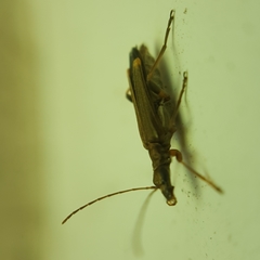 Oedemera barbara