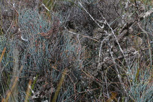 Allocasuarina pusilla, photograph 1