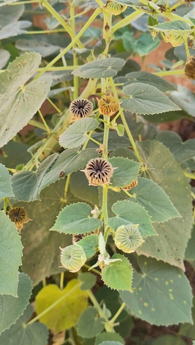 Abutilon hirtum observed 2026-09-13