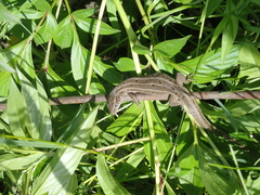 Lacerta agilis