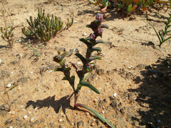 Lapeirousia pyramidalis