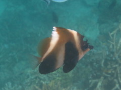 Indian Ocean Bannerfish photo 3