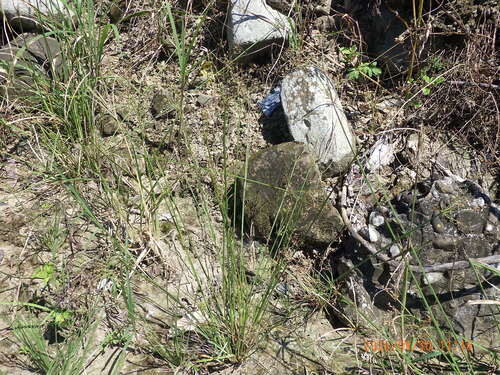 Fimbristylis quinquangularis observed 2026-09-30