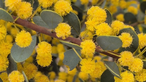 Acacia brachybotrya observed 2026-09-30