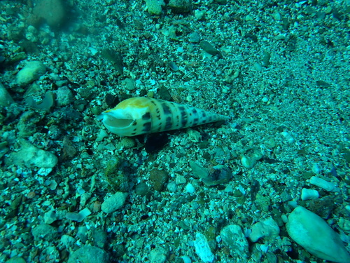 Terebra maculata observed 2026-09-25