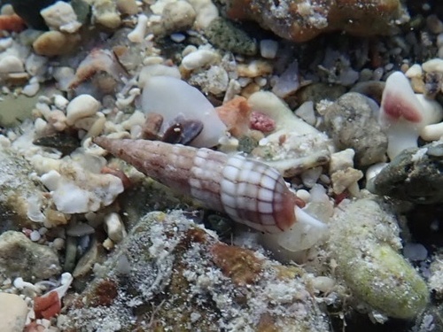 Myurella affinis observed 2026-09-25