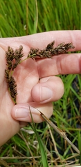 Carex cusickii