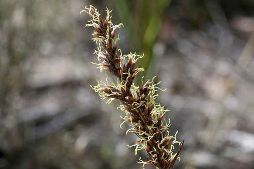 Image of sticky saw sedge by (c) Lorraine Phelan, some rights reserved (CC BY)