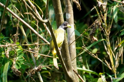 Collared Finchbill