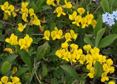 Hippocrepis comosa