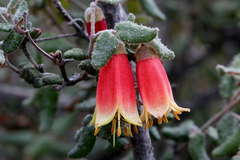 Correa reflexa scabridula