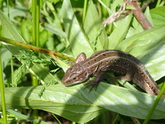 Lacerta agilis