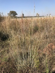Tristachya rehmannii