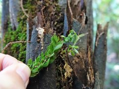 Tmesipteris lanceolata