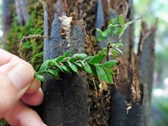Tmesipteris lanceolata