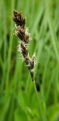 Carex cusickii