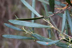 Acacia trineura