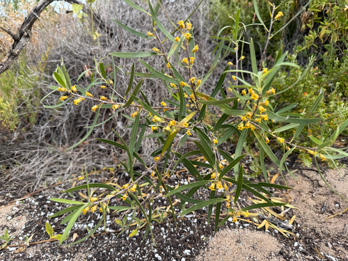 Native apricot
