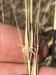 Tristachya rehmannii