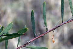 Acacia trineura