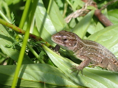 Lacerta agilis