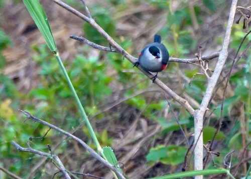 iNaturalist image