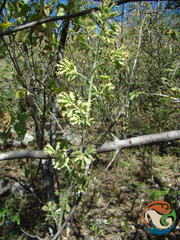 Psacalium megaphyllum