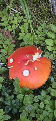 Fly Agaric