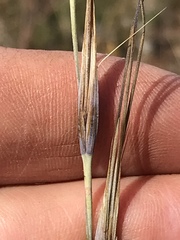 Tristachya rehmannii