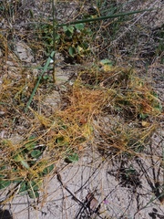 Cuscuta