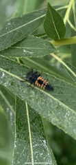 Harmonia axyridis