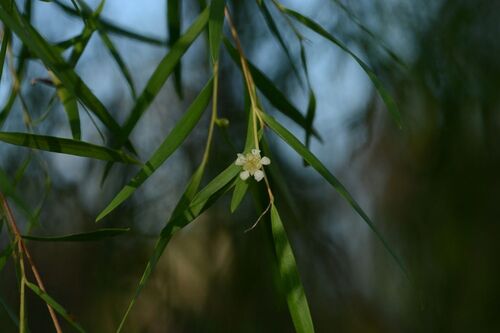 Leptospermum madidum, 2026-09-25