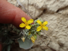 Physaria douglasii