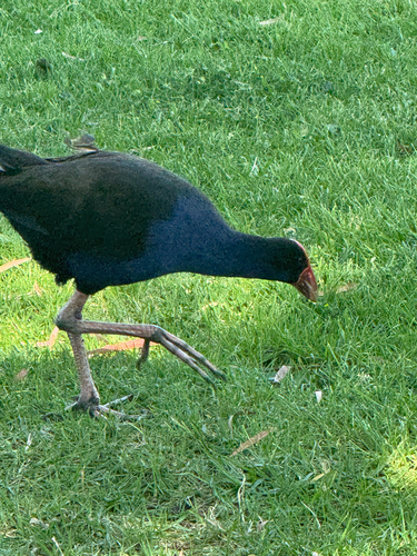 Australasian Swamphen