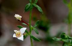 Cyanothamnus nanus nanus