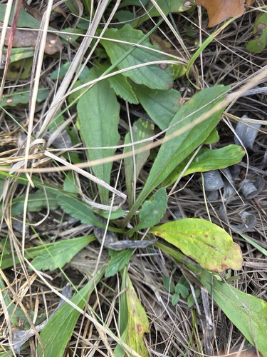 Ajuga genevensis, 2026-09-30